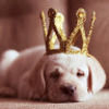 anoushka5